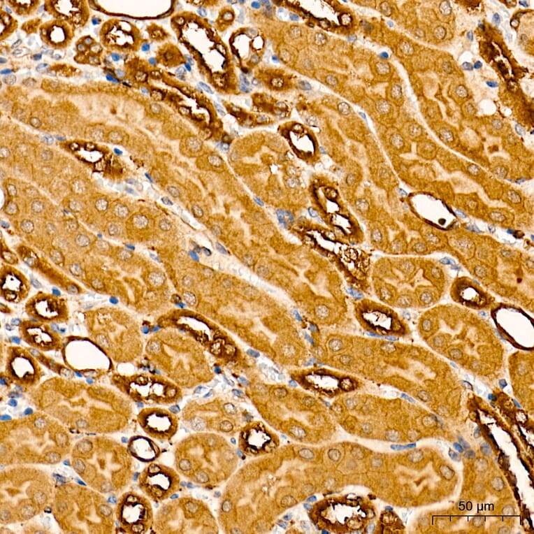 Immunohistochemistry - Anti-GPI Antibody (A15427) - Antibodies.com