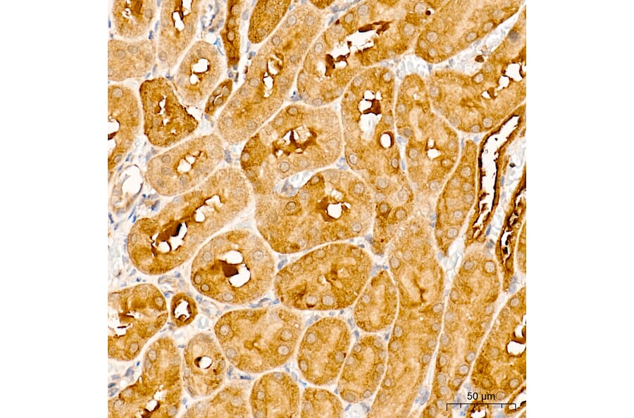 Immunohistochemistry - Anti-GPI Antibody (A15427) - Antibodies.com