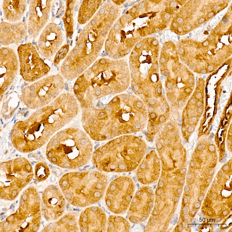 Immunohistochemistry - Anti-GPI Antibody (A15427) - Antibodies.com