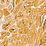 Immunohistochemistry - Anti-GPI Antibody (A15427) - Antibodies.com
