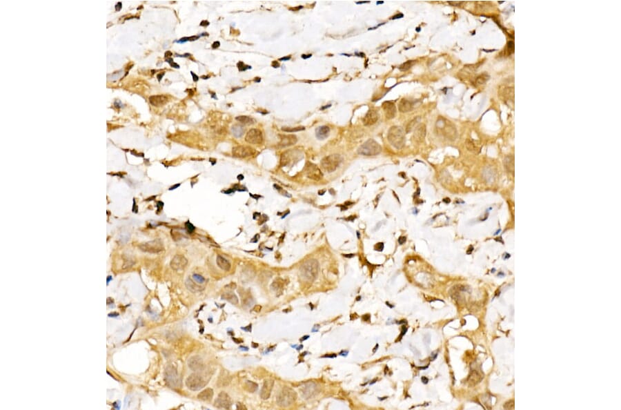 Immunohistochemistry - Anti-CSN1 Antibody (A15428) - Antibodies.com