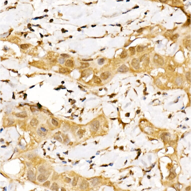 Immunohistochemistry - Anti-CSN1 Antibody (A15428) - Antibodies.com