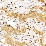 Immunohistochemistry - Anti-CSN1 Antibody (A15428) - Antibodies.com