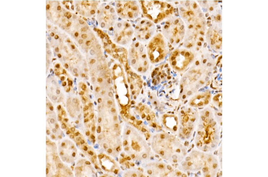 Immunohistochemistry - Anti-CSN1 Antibody (A15428) - Antibodies.com