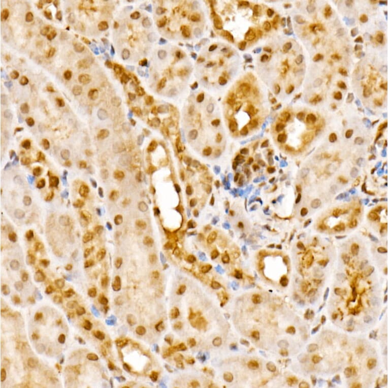 Immunohistochemistry - Anti-CSN1 Antibody (A15428) - Antibodies.com