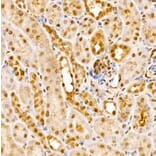 Immunohistochemistry - Anti-CSN1 Antibody (A15428) - Antibodies.com