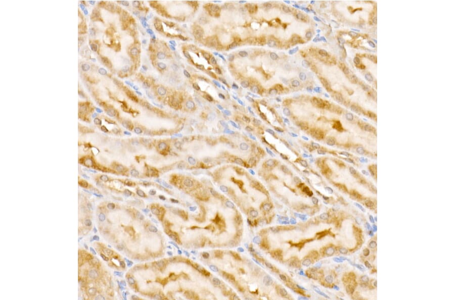 Immunohistochemistry - Anti-CSN1 Antibody (A15428) - Antibodies.com