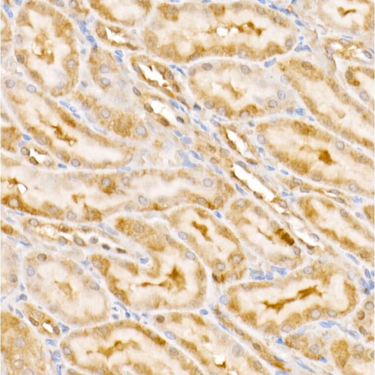 Immunohistochemistry - Anti-CSN1 Antibody (A15428) - Antibodies.com