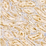 Immunohistochemistry - Anti-CSN1 Antibody (A15428) - Antibodies.com