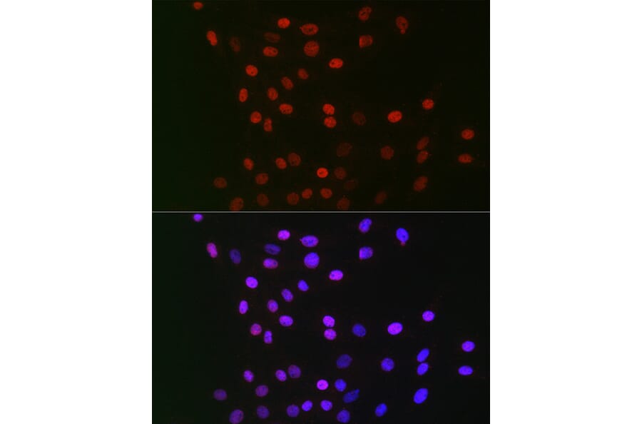 Immunofluorescence - Anti-CSN1 Antibody (A15428) - Antibodies.com