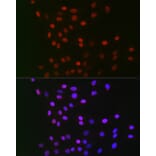 Immunofluorescence - Anti-CSN1 Antibody (A15428) - Antibodies.com