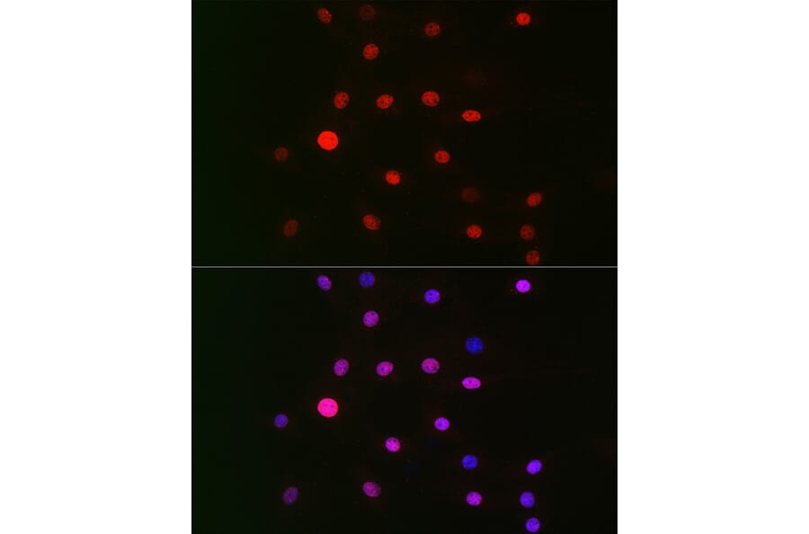 Immunofluorescence - Anti-CSN1 Antibody (A15428) - Antibodies.com