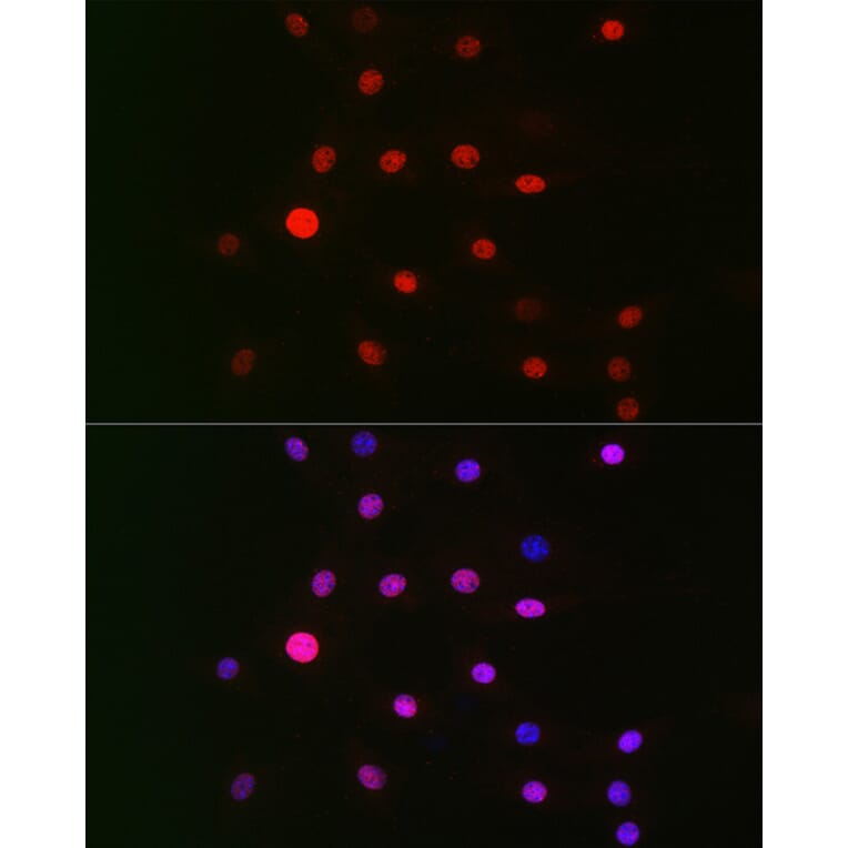 Immunofluorescence - Anti-CSN1 Antibody (A15428) - Antibodies.com