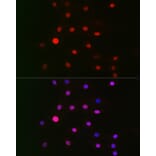 Immunofluorescence - Anti-CSN1 Antibody (A15428) - Antibodies.com