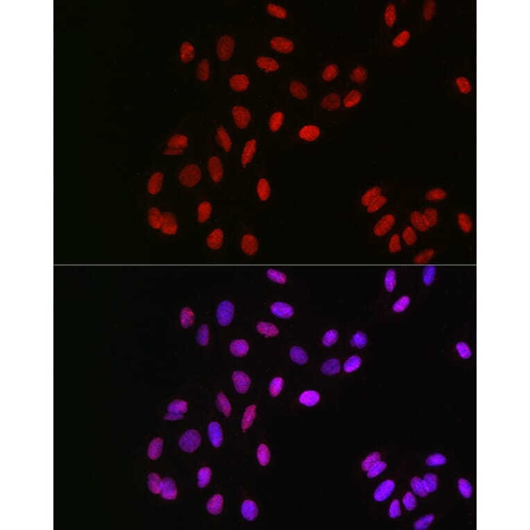 Immunofluorescence - Anti-CSN1 Antibody (A15428) - Antibodies.com