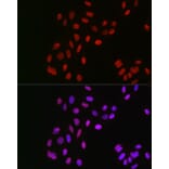 Immunofluorescence - Anti-CSN1 Antibody (A15428) - Antibodies.com