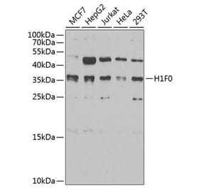 Western Blot - Anti-Histone H1.0 Antibody (A15429) - Antibodies.com