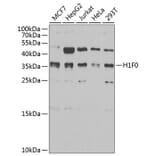 Western Blot - Anti-Histone H1.0 Antibody (A15429) - Antibodies.com