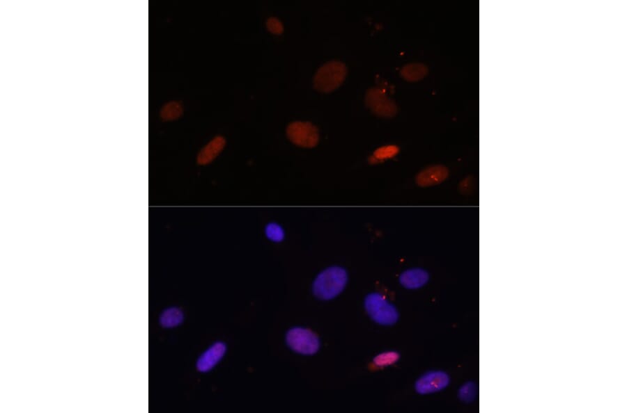 Immunofluorescence - Anti-Histone H1.0 Antibody (A15429) - Antibodies.com