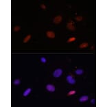 Immunofluorescence - Anti-Histone H1.0 Antibody (A15429) - Antibodies.com