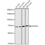 Western Blot - Anti-Kv4.3/KCND3 Antibody (A15431) - Antibodies.com