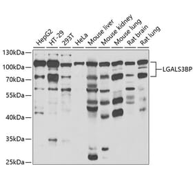 Western Blot - Anti-LGALS3BP Antibody (A15432) - Antibodies.com