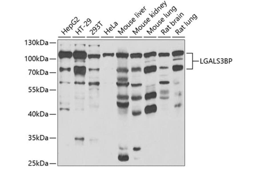 Western Blot - Anti-LGALS3BP Antibody (A15432) - Antibodies.com