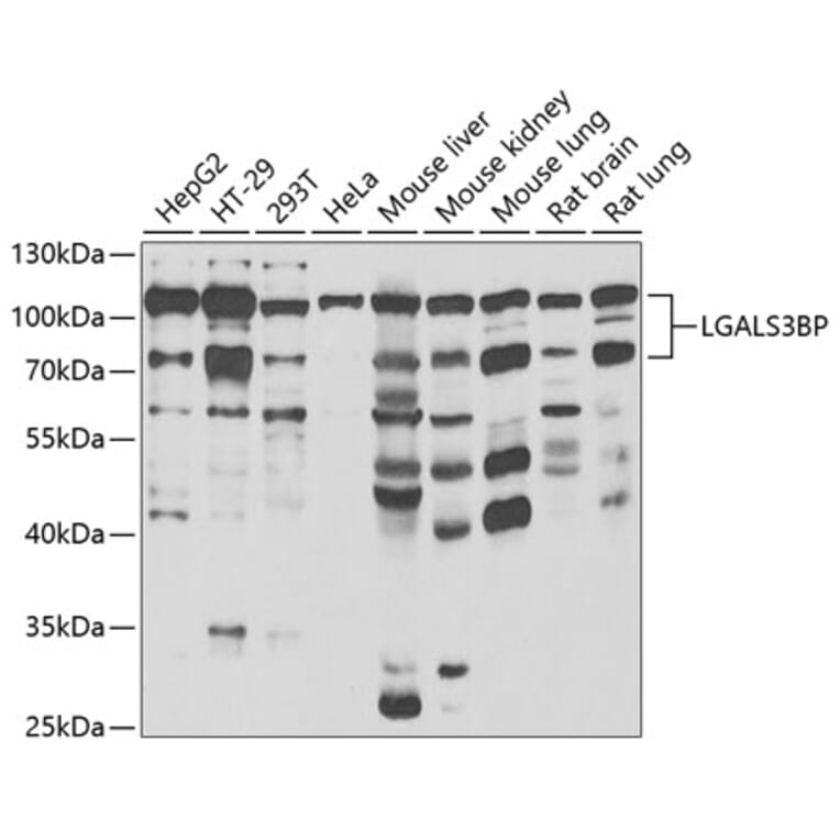 Western Blot - Anti-LGALS3BP Antibody (A15432) - Antibodies.com