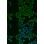Immunofluorescence - Anti-LGALS3BP Antibody (A15432) - Antibodies.com