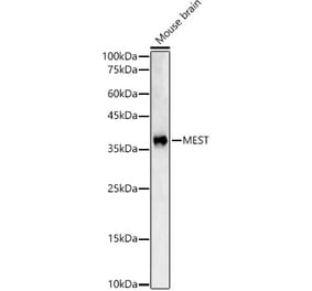 Western Blot - Anti-MEST Antibody (A15433) - Antibodies.com
