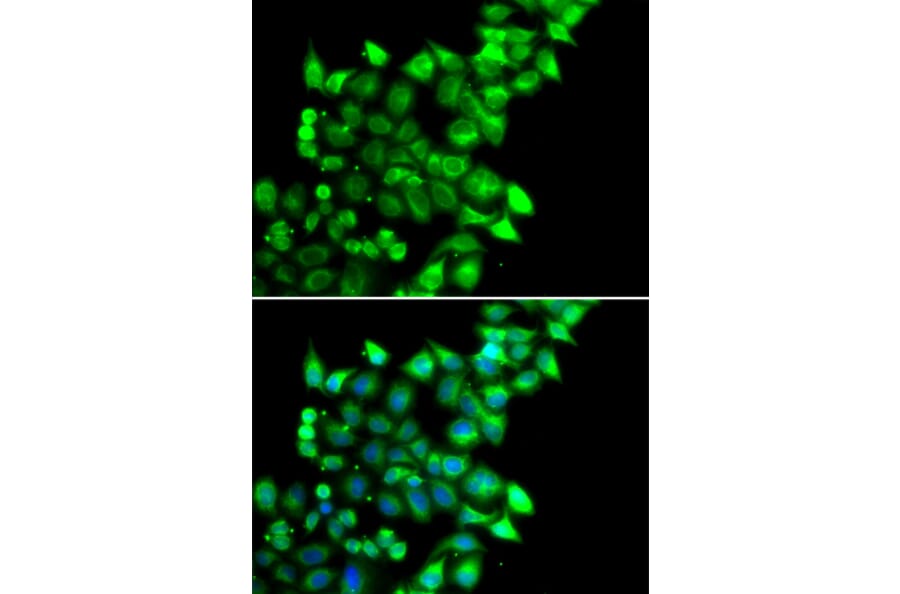 Immunofluorescence - Anti-MEST Antibody (A15433) - Antibodies.com