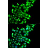 Immunofluorescence - Anti-MEST Antibody (A15433) - Antibodies.com