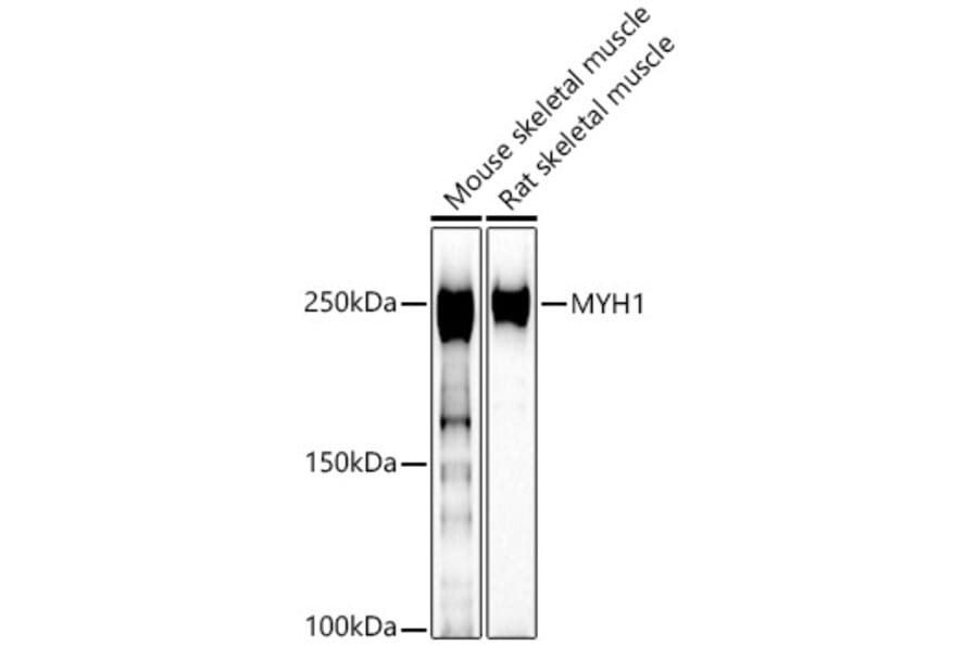 Western Blot - Anti-Fast Myosin Skeletal Heavy chain Antibody (A15435) - Antibodies.com