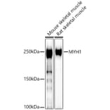 Western Blot - Anti-Fast Myosin Skeletal Heavy chain Antibody (A15435) - Antibodies.com