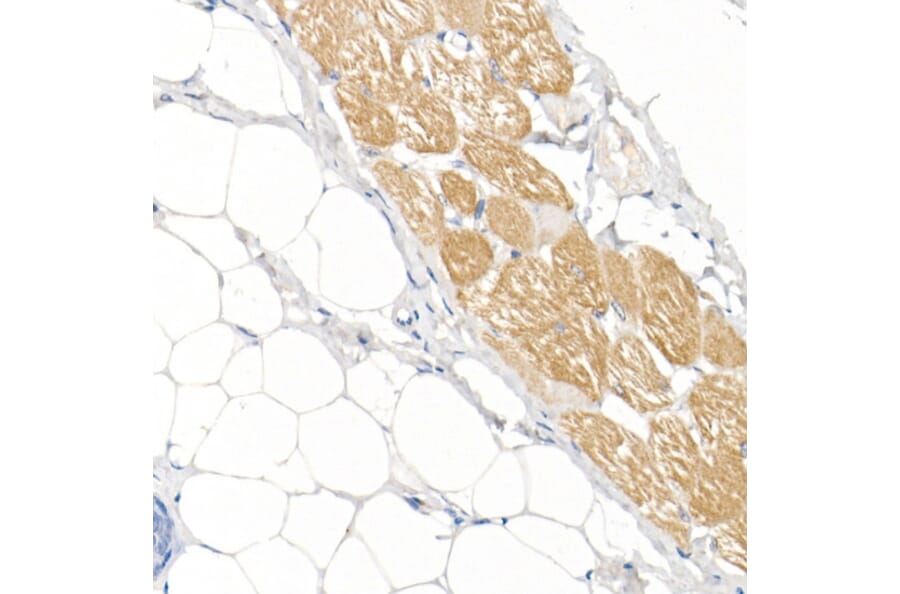 Immunohistochemistry - Anti-Fast Myosin Skeletal Heavy chain Antibody (A15435) - Antibodies.com
