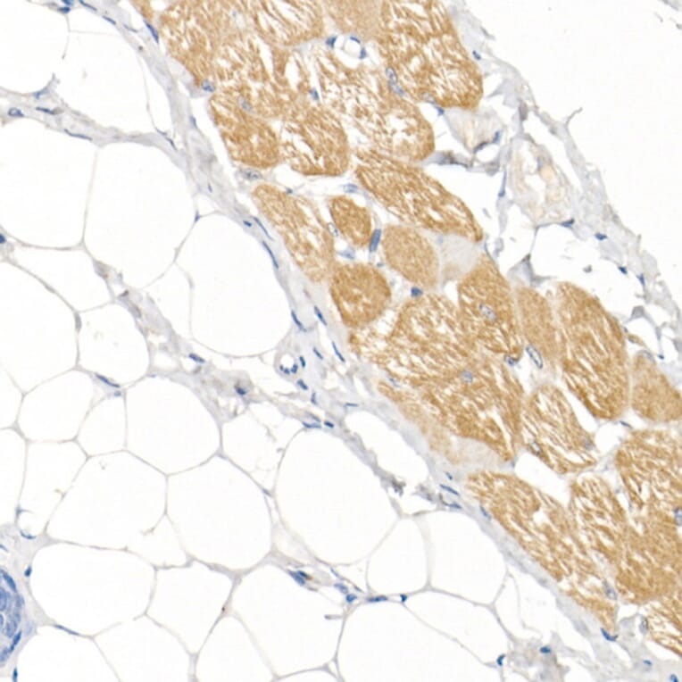 Immunohistochemistry - Anti-Fast Myosin Skeletal Heavy chain Antibody (A15435) - Antibodies.com