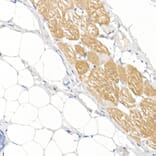 Immunohistochemistry - Anti-Fast Myosin Skeletal Heavy chain Antibody (A15435) - Antibodies.com