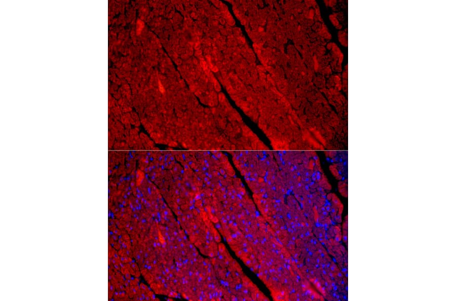 Immunofluorescence - Anti-Fast Myosin Skeletal Heavy chain Antibody (A15435) - Antibodies.com