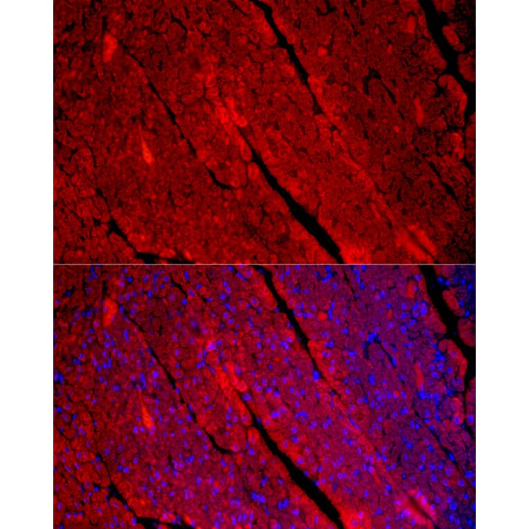 Immunofluorescence - Anti-Fast Myosin Skeletal Heavy chain Antibody (A15435) - Antibodies.com