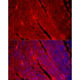 Immunofluorescence - Anti-Fast Myosin Skeletal Heavy chain Antibody (A15435) - Antibodies.com