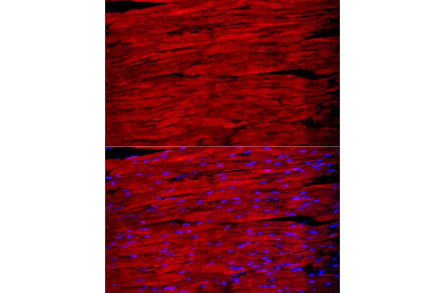 Immunofluorescence - Anti-Fast Myosin Skeletal Heavy chain Antibody (A15435) - Antibodies.com