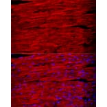 Immunofluorescence - Anti-Fast Myosin Skeletal Heavy chain Antibody (A15435) - Antibodies.com