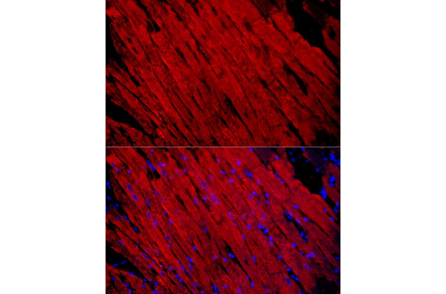 Immunofluorescence - Anti-Fast Myosin Skeletal Heavy chain Antibody (A15435) - Antibodies.com