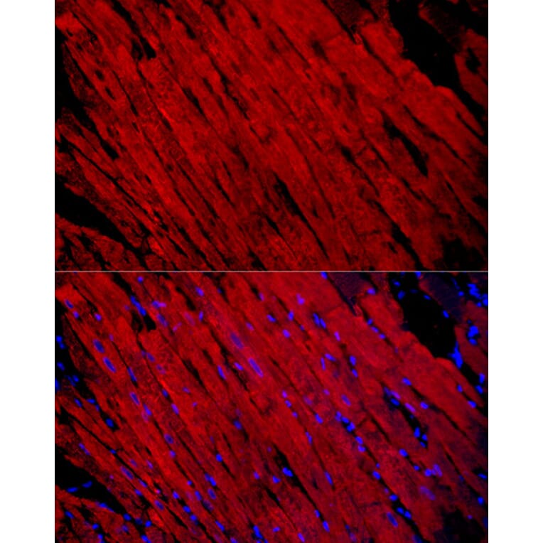 Immunofluorescence - Anti-Fast Myosin Skeletal Heavy chain Antibody (A15435) - Antibodies.com