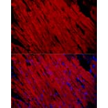 Immunofluorescence - Anti-Fast Myosin Skeletal Heavy chain Antibody (A15435) - Antibodies.com