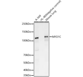 Western Blot - Anti-MYO1C Antibody (A15436) - Antibodies.com