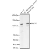 Western Blot - Anti-MYO1C Antibody (A15436) - Antibodies.com