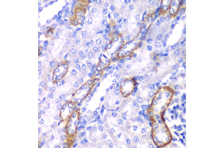 Immunohistochemistry - Anti-MYO1C Antibody (A15436) - Antibodies.com