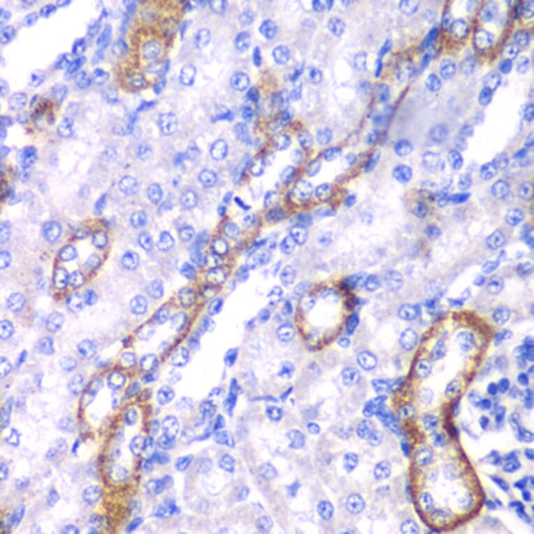 Immunohistochemistry - Anti-MYO1C Antibody (A15436) - Antibodies.com