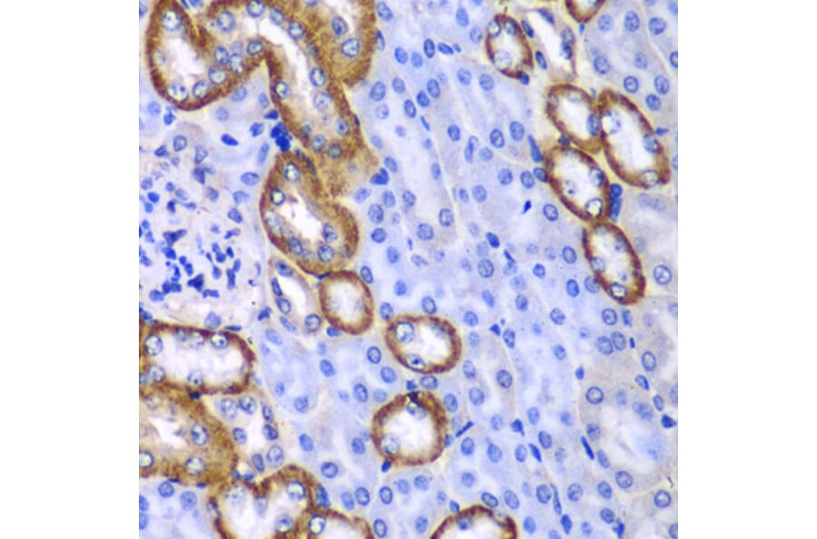 Immunohistochemistry - Anti-MYO1C Antibody (A15436) - Antibodies.com